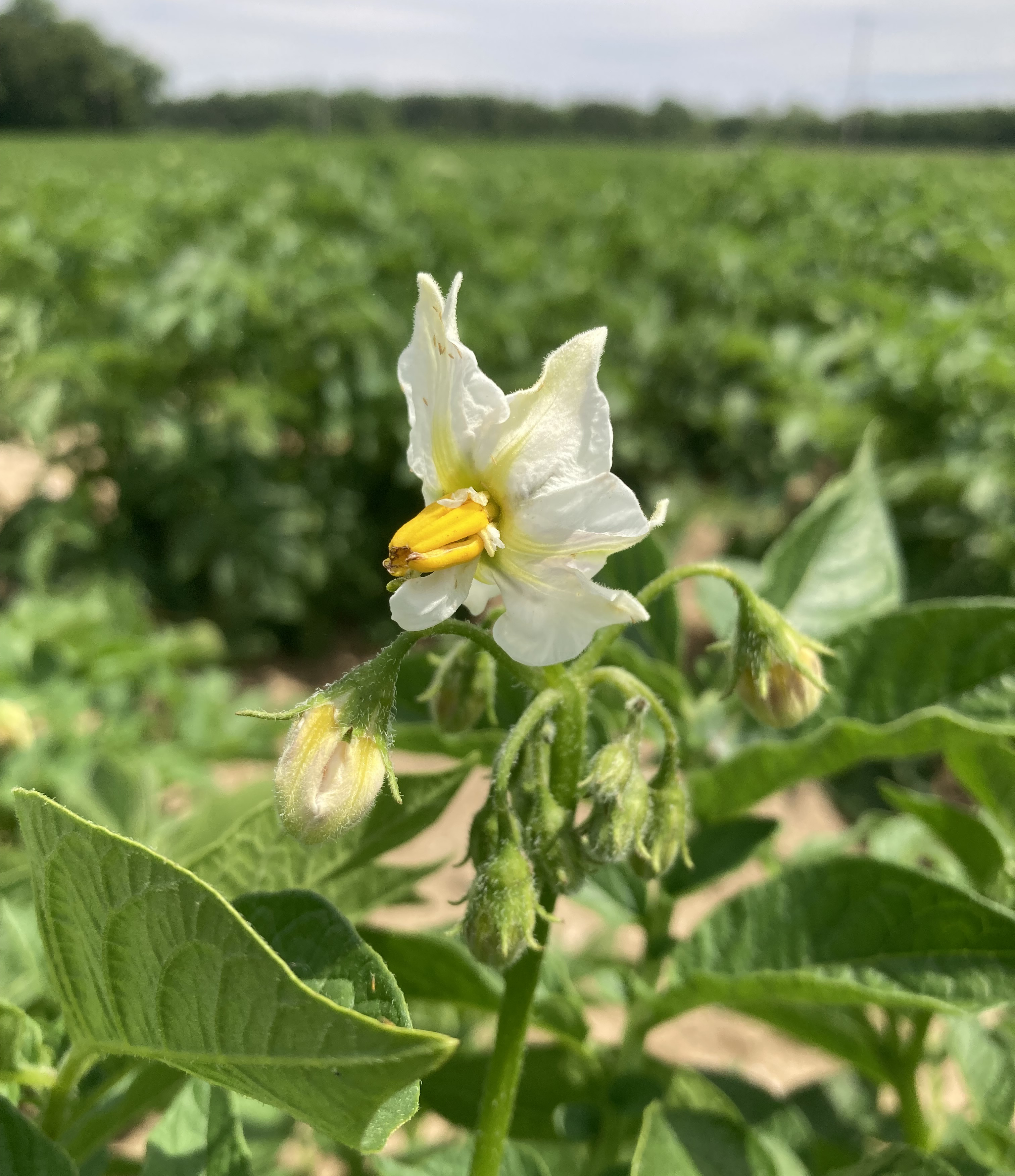 26 Potato start bloom_nicolle ritchie.jpeg